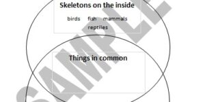 Animal Skeletons