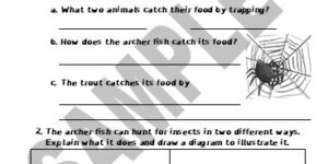 Insect Eaters