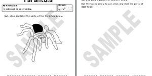 Tarantula